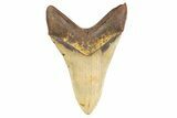 Fossil Megalodon Tooth - North Carolina #299043-2